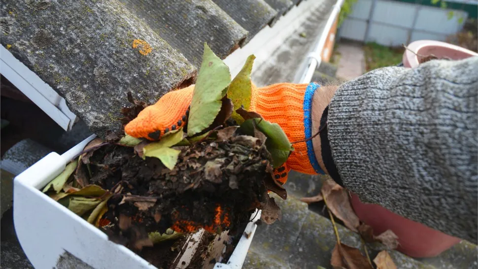 Gloved hand clearing wet leaves from a gutter